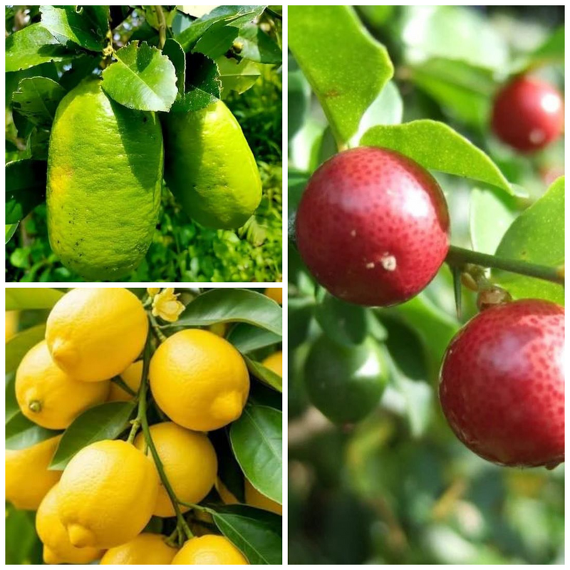 The Ultimate Lemon Collection