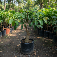 Ping Pong Longan Grafted Plant