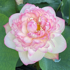 Super 13B Lotus Tuber (Ultra Rare)