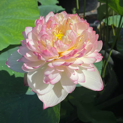 Super 13B Lotus Tuber (Ultra Rare)
