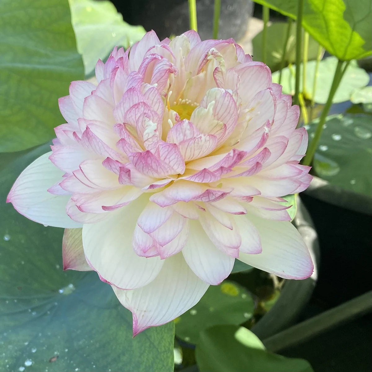 Super 13B Lotus Tuber (Ultra Rare)