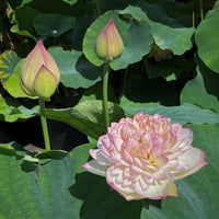 Super 13B Lotus Tuber (Ultra Rare)