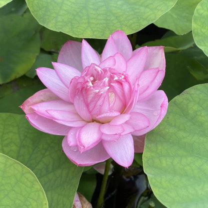 Ameri Peony Lotus Tuber