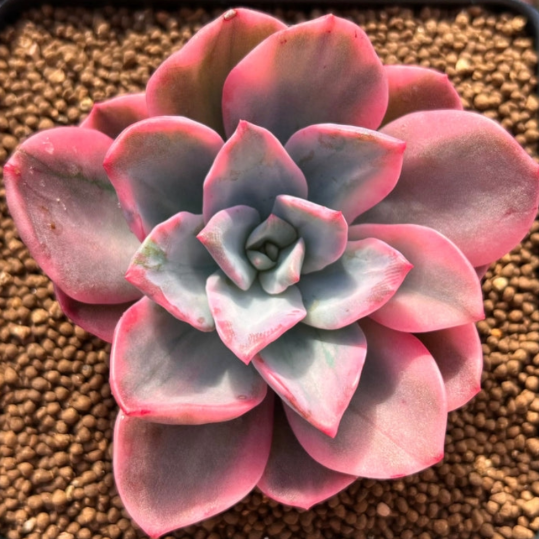 Echeveria Pink Harin (Bare Rooted)
