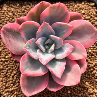 Echeveria Pink Harin (Bare Rooted)