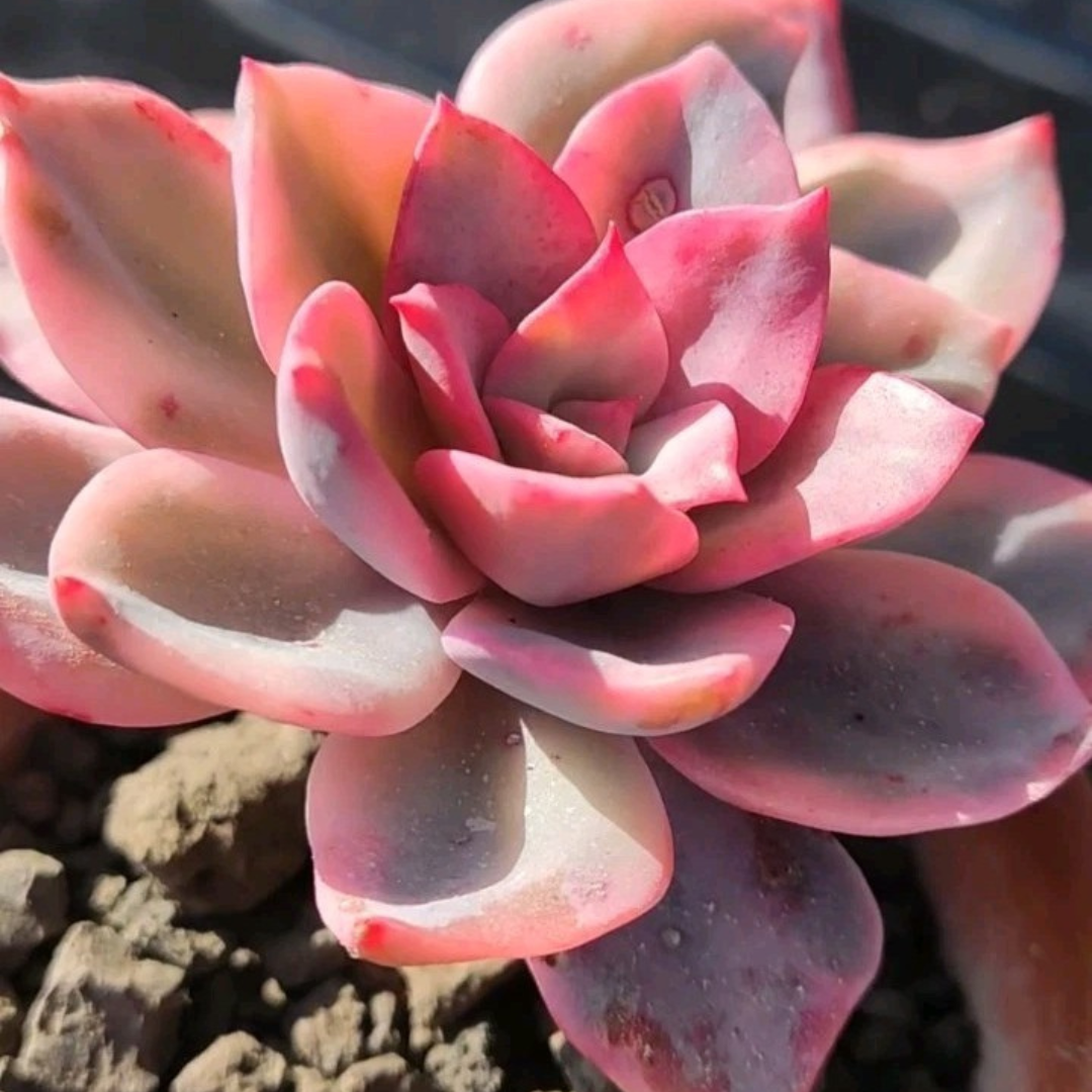 Echeveria Pink Harin (Bare Rooted)