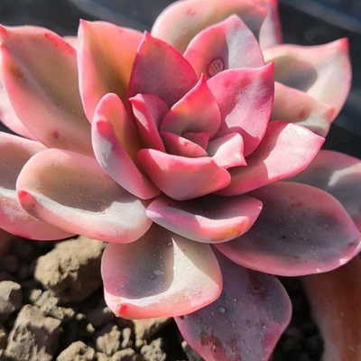 Echeveria Pink Harin (Bare Rooted)