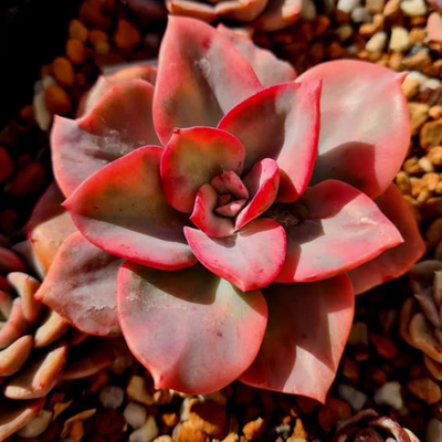 Echeveria Pink Harin (Bare Rooted)