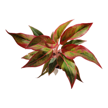 Aglaonema Lipstick Indoor Live Natural Plant