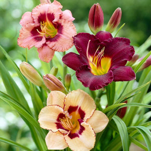 Day Lily Flowering Bulbs – Mix Colours