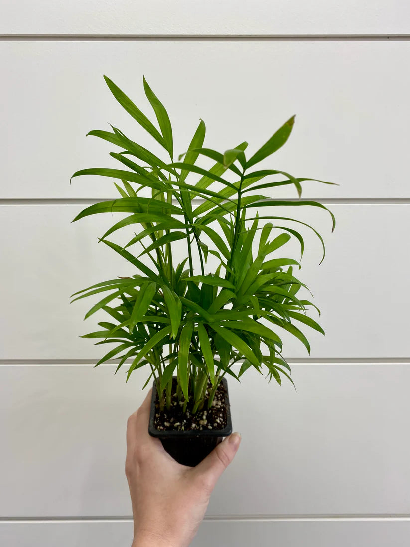 The Pure Living Plants Bundle – 5 Best Air Purifying Indoor Plants