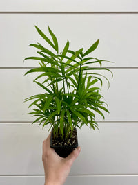 The Pure Living Plants Bundle – 5 Best Air Purifying Indoor Plants
