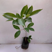 Thai White Jamun Grafted Tree