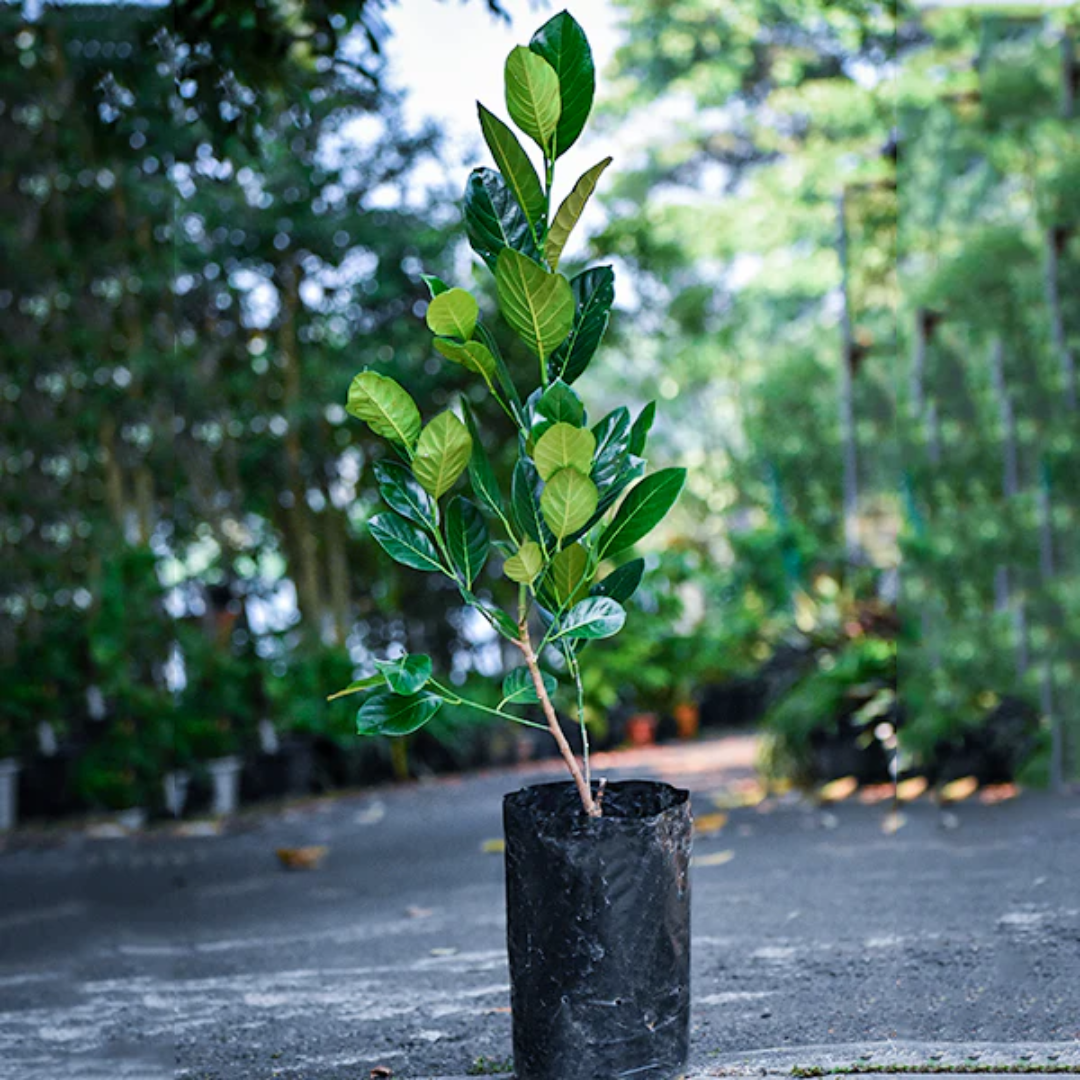All Time (Baramasi) Jackfruit Grafted Tree