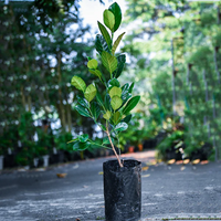 All Time (Baramasi) Jackfruit Grafted Tree