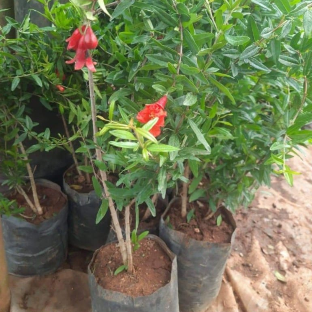 Bhagwa Anar Grafted Tree