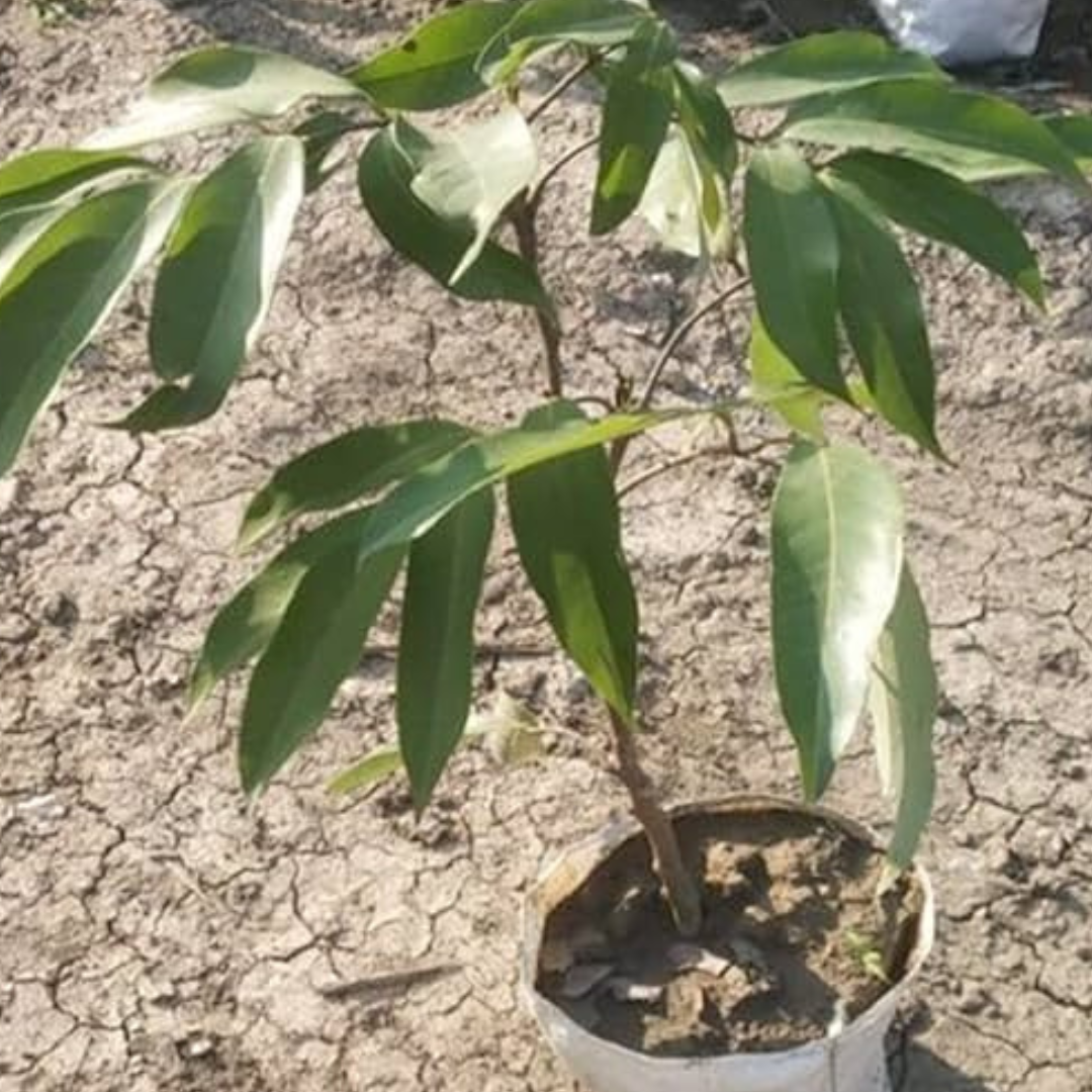 Muzaffarpur Lychee Grafted Tree