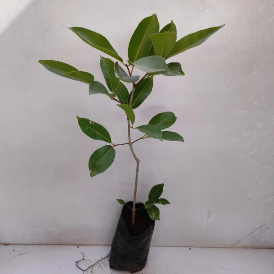 Thai Black Jamun Grafted Tree