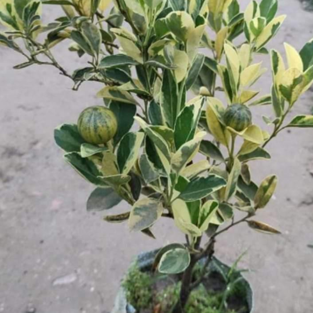 Variegated Malta Grafted Tree