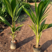 Hybrid Coconut Grafted Tree