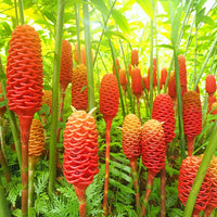 Shampoo Ginger Bulbs