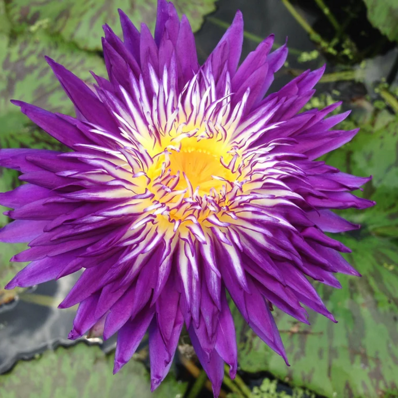 Plum Crazy Tropical Waterlily