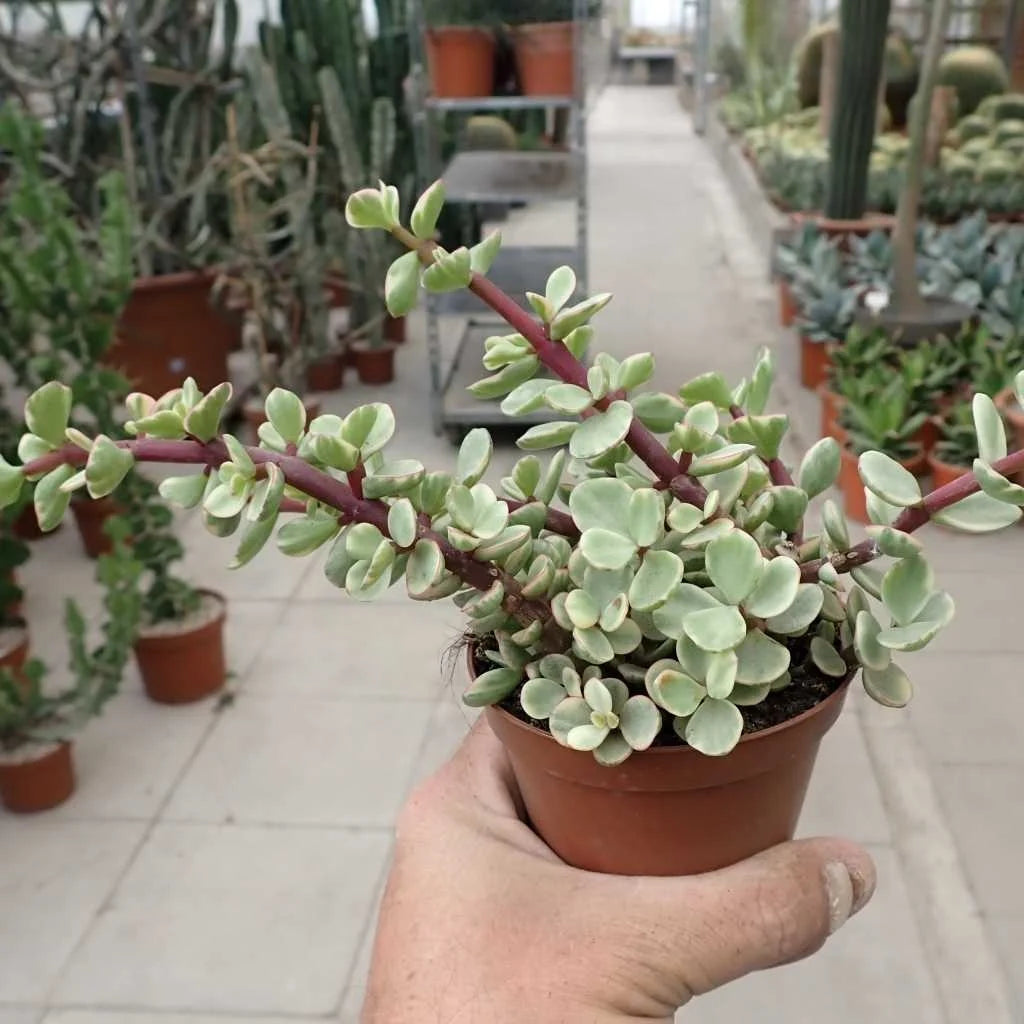 Variegated Jade, Elephant Bush - Potted