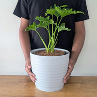 Linea Decor Pots (Pack of 4)