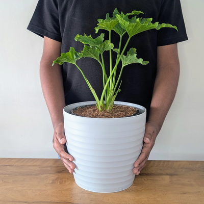 Linea Decor Pots (Pack of 4)