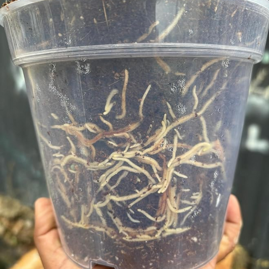 Nursery Grow Pots – Transparent