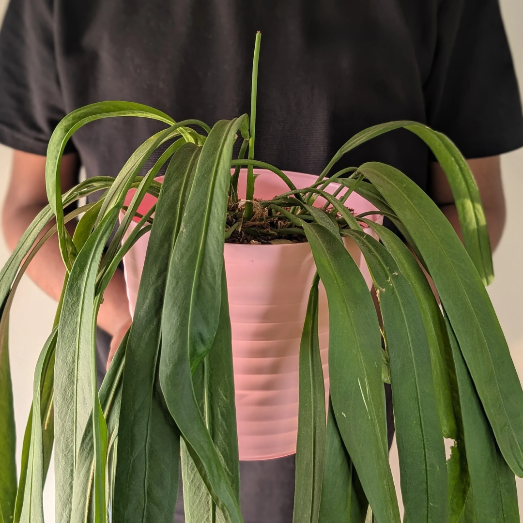 Linea Decor Pots (Pack of 4)