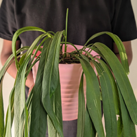 Linea Decor Pots (Pack of 4)