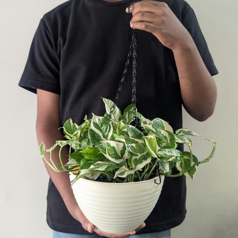 Linea Hanging Pots (Pack of 4)