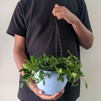 Linea Hanging Pots (Pack of 4)