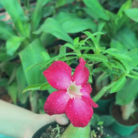 Adenium Grafted Hybrid Or Desert Rose