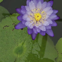 Tarantula Australian Waterlily