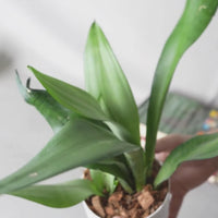 Snake Plant - Moonshine