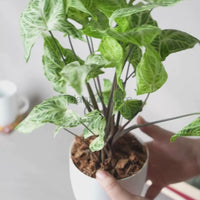 Syngonium Batik