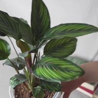 Calathea Beauty Star