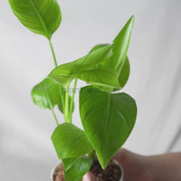 Bird Of Paradise Plant ( Strelitzia Reginae ) with Pot