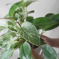 Philodendron Birkin