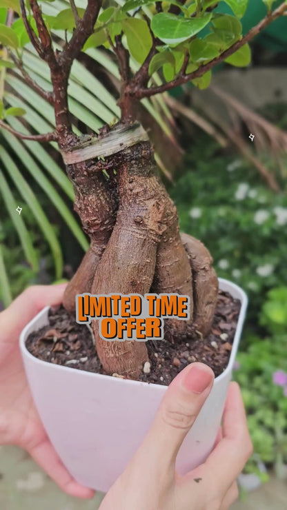 Ficus Ginseng Bonsai Plant