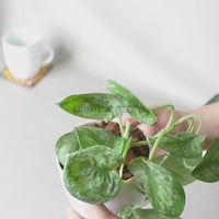 Scindapsus Silver