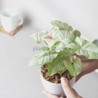 Syngonium Milk Confetti