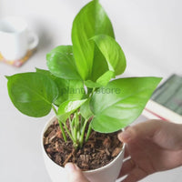 Green Money Plant