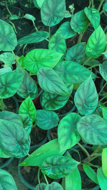 Alocasia Dragon Scale