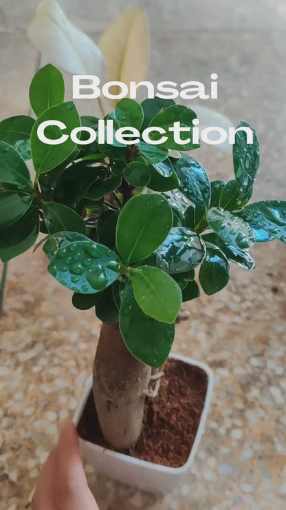 Ficus Ginseng Bonsai Plant