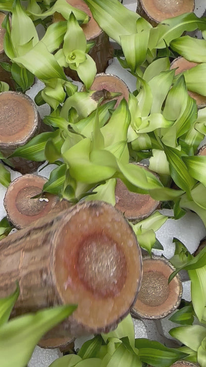 Brazilian Wood Plant - Bloomed Plant