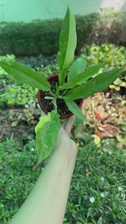 Philodendron Ring Of Fire Variegated