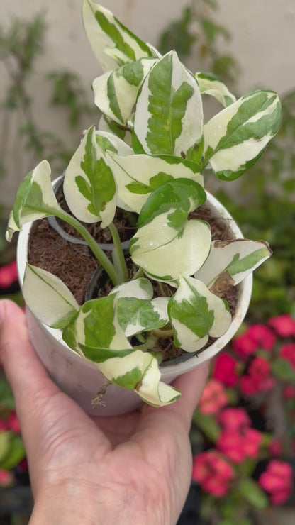 Money Plant N'Joy - Epipremnum Aureum Marble Prince